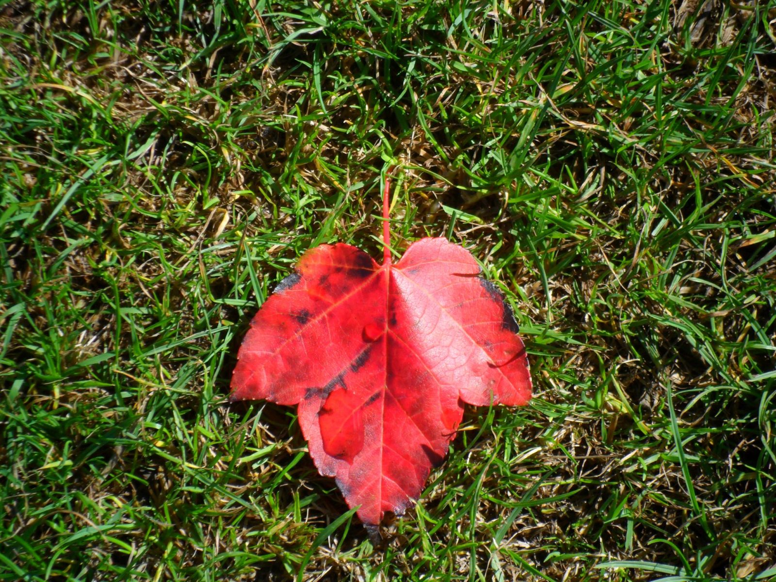 Muddly puddles waterproof set