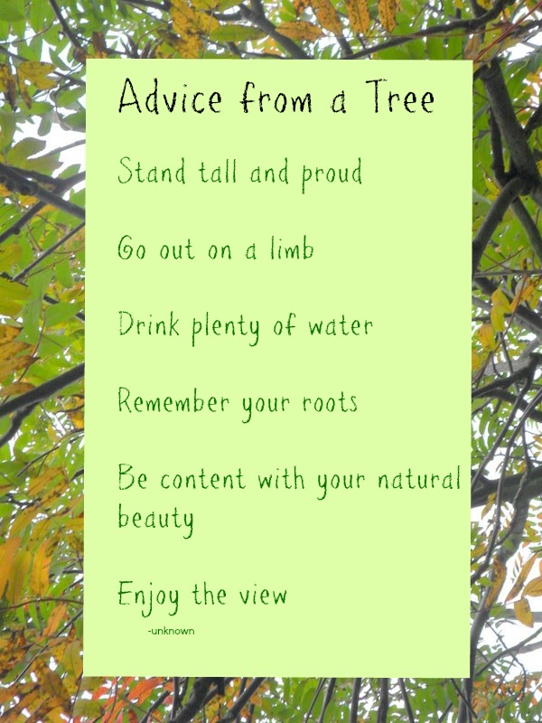 Advice from a Tree – Sunday Inspiration