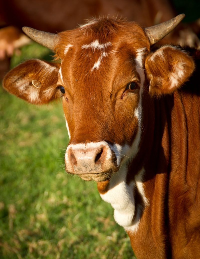 Cadburys adopt a cow