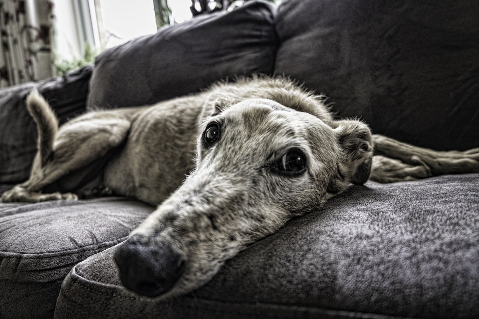 A lounge your dog can &lsquo;sit&rsquo; on
