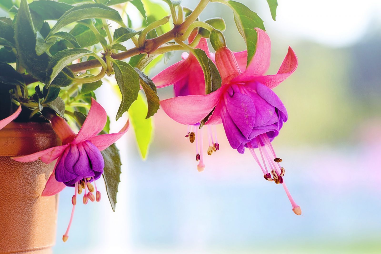 How To Landscape Your Garden Like A Pro