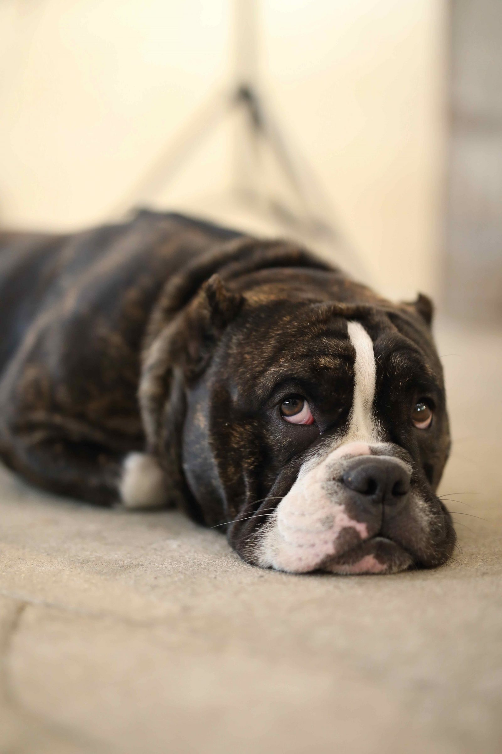 Is It Possible to Dry Clean a Carpet at Home?