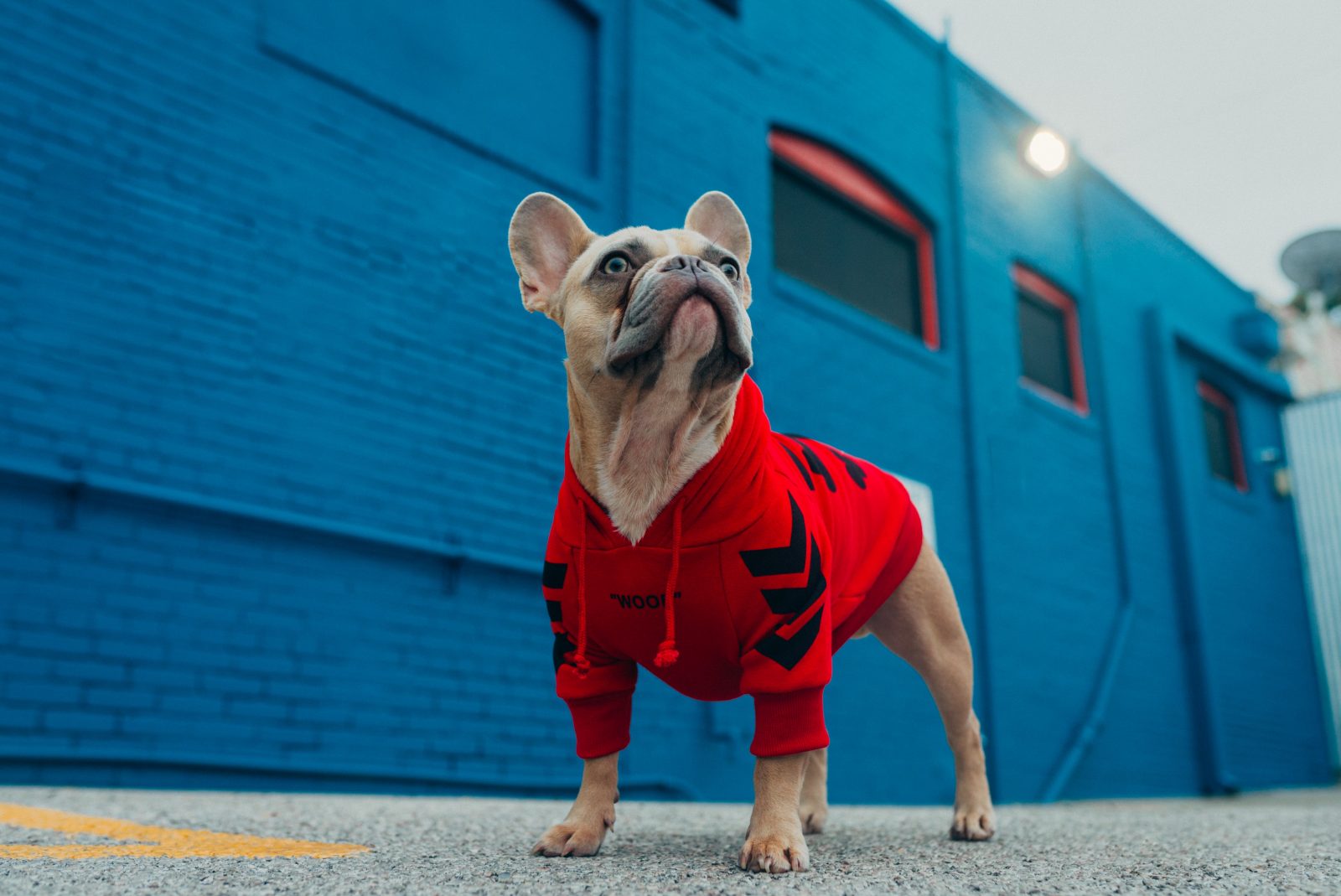 A guide for getting your first dog