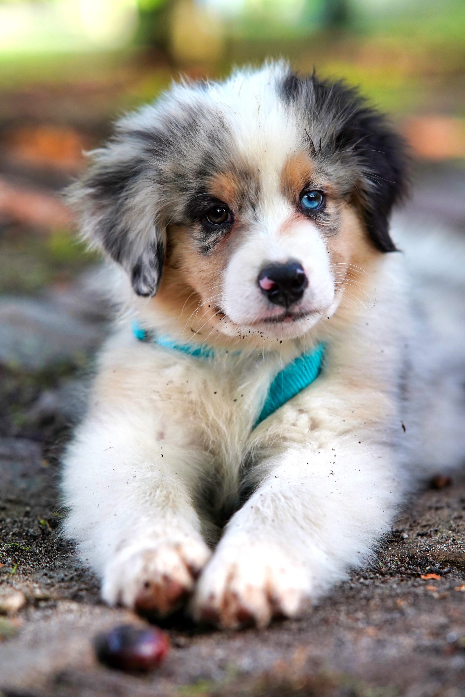 How to Prepare Your Home for a Puppy
